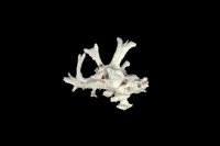 藏品(然氏銀杏螺)的圖片